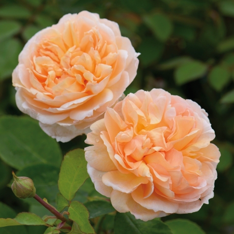 Aroomiõli Inglise roos