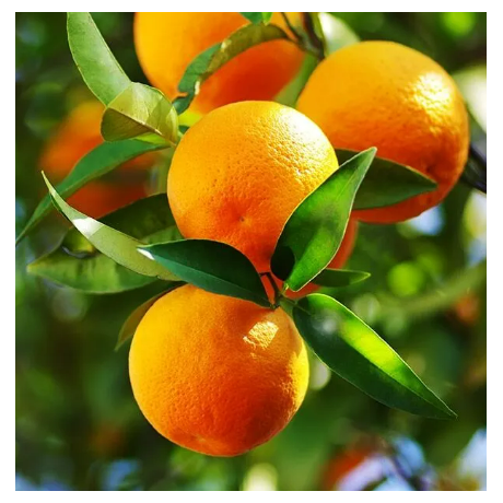 Eden Orange